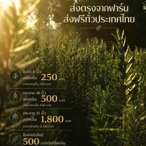 โรสแมรี่ พันธุ์คอมมอน ถุงดำ 8″