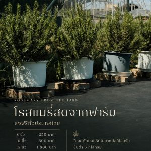 โรสแมรี่ พันธุ์คอมมอน กระถาง 15″